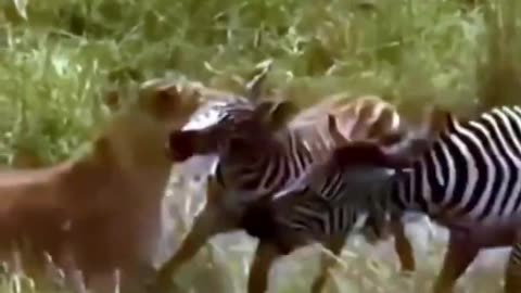 Zebra Mom Saves Her Cubs From Lions 🔥 viral