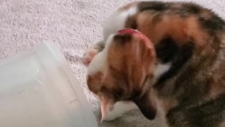 Cat Tries to Get Bubbles and Gets Startled