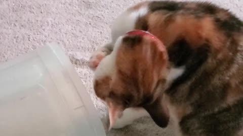 Cat Tries to Get Bubbles and Gets Startled