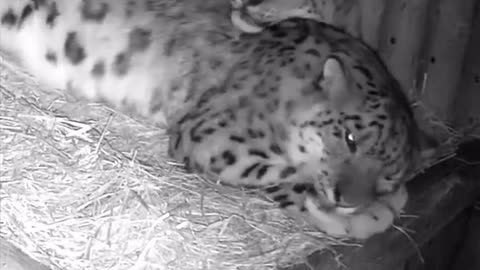 leopards sleeping