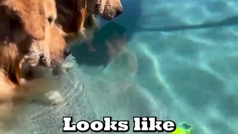 Dogs Lose Ball in the Pool! Ft- thegoldenbros