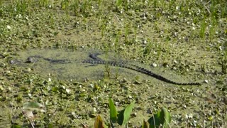 Gator's sudden movement spooked me!