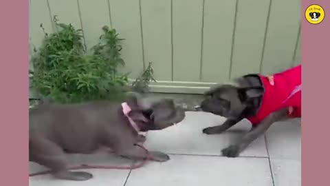 Funniest video dog and cat