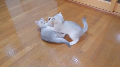 Kitten like the world's smallest polar bear baby can't help but play.