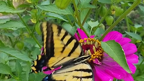 My beautiful visitor in the garden.