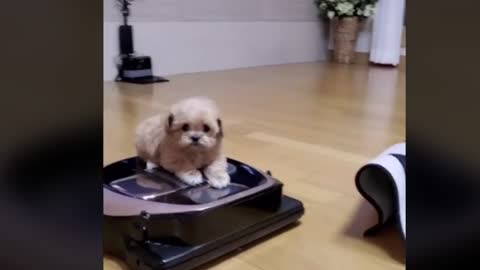 A puppy on top of a robot vacuum cleaner.