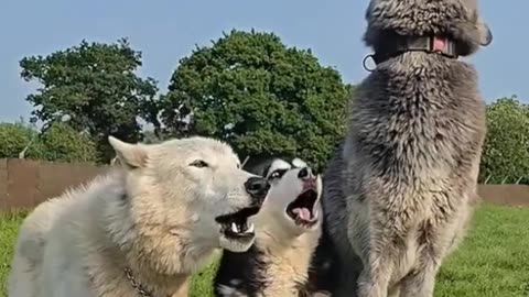 When a House Dog Meets Wolves- A Howling Adventure! #doglaughing #happyfelines #cat
