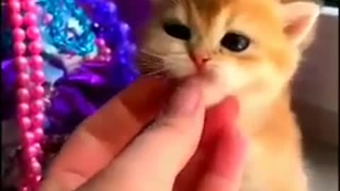 Funny and Cute Cats Compilation (TikTok) #shorts ��#cat #shorts #Cute #cats #videos #viral #tiktok