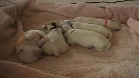 CUTE PUPPIES!!- 2 Weeks Old- Twitching and Eating Solid Food