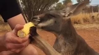 Kangaroo Loves Corn