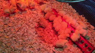 Chicks brand new