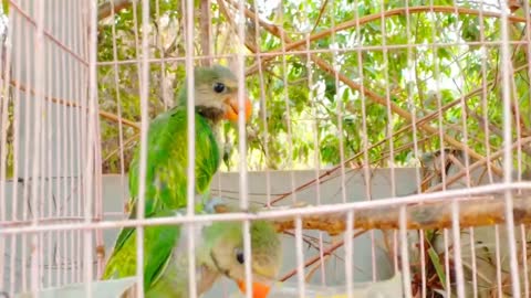 Budgie chicks in the garden