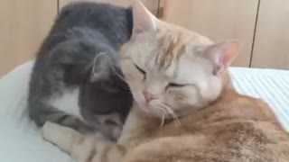 Please wake up, I want cuddles!