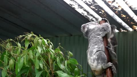 Koalas Fighting at Featherdale Wildlife Park lovely