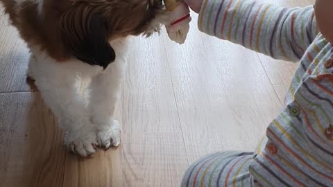 child and dog