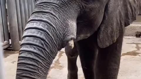 You come here! # Elephant # African elephant