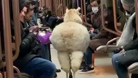 alpaca on the subway