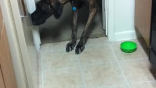 Great Dane Afraid of Cat