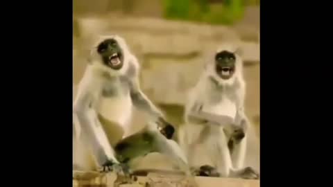 Cute Langoor's (monkey) video