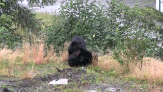 Wrestling Black Bears