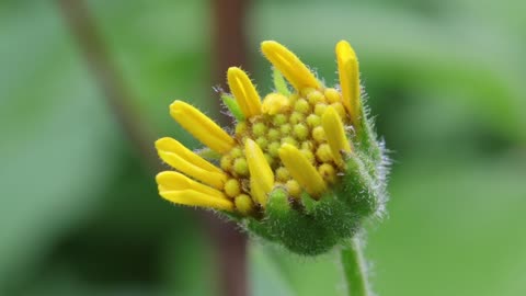 Streambank Arnica-Early Spring