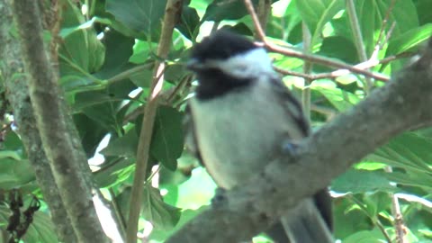 Chickadee