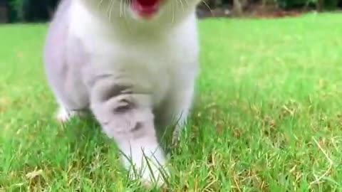 Cute and lovely cat video#cute cat#pets#shorts video