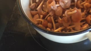 Cooking Wild Champignon Mushrooms