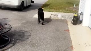 Dog LOVES Postal Worker