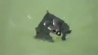 Bats can swim, and they are good at it