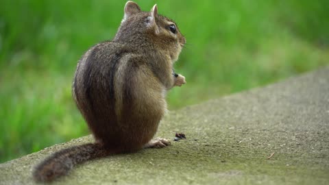 Chipmunk stops eating when she sees another chipmunk