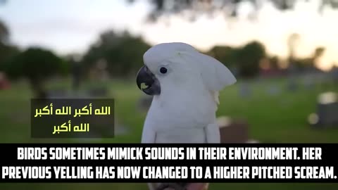 [TRIGGER WARNING] COCKATOO HEARS SINNERS PUNISHED IN GRA?!VE