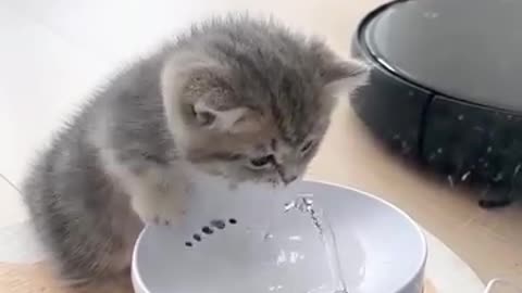 Kitten Funny Video