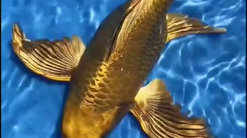 Gold Fish Rare