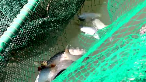 Iraqi fish farmers reel from water shortage