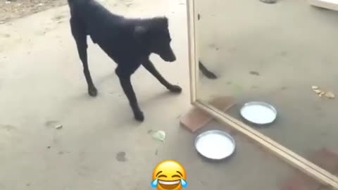 Dog very funn