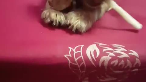 Cutest Cocker Spaniel Puppy