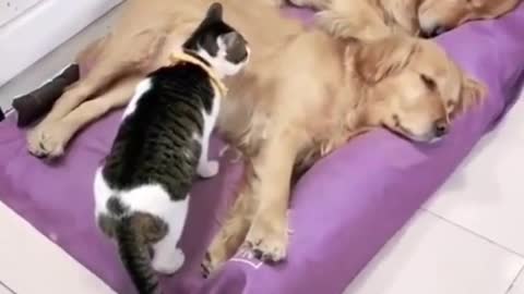 Cat play with dogs funny vedio