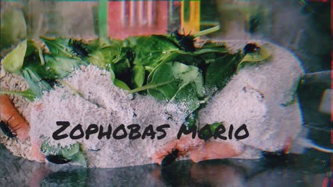 Zophobas Morio First Food