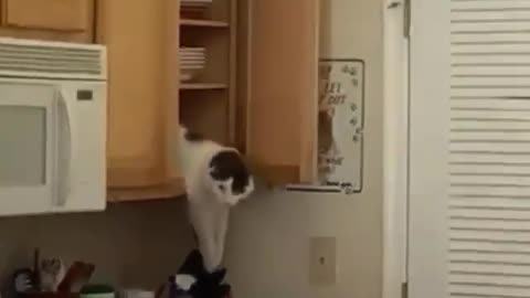 funny video clip for cats 1