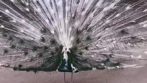 Beautifull peacock