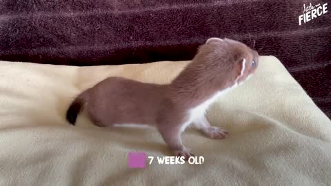 Tiny Baby Stoat Has The Best Reaction When She Meets Someone Like Her