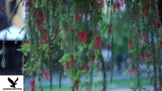 Discover the Beauty of Global Flowers: Relaxing 4K Video with Calming Music