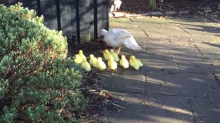 Muscovy Duck with flock of yellow very cute ducklings | Cute animals | Pets