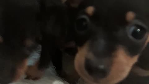 Miniature Pinscher puppy update