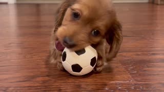 Miniature Dachshund Puppy Plays With Ball