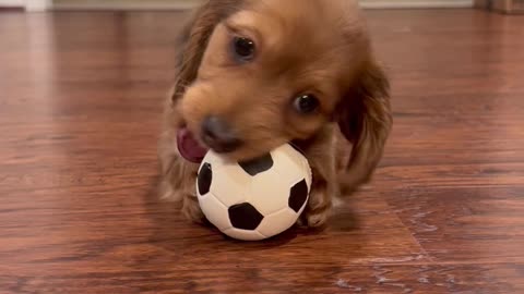 Miniature Dachshund Puppy Plays With Ball