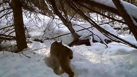 The lynx caught the hare. Successful shooting with a camera trap (with sound).