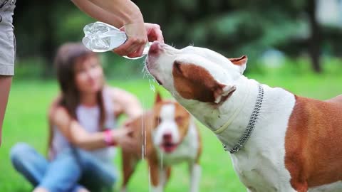 Man gives his dogs water to drink from a bottle