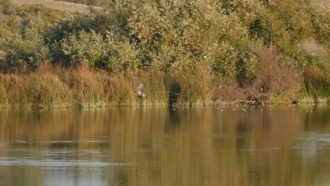 Bald Eagle Taking A Canada Goose at Grant Lake